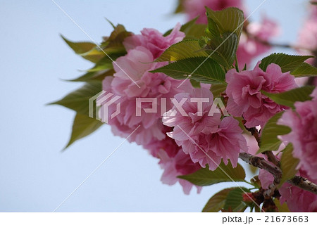 青空とピンク色の八重桜(フクロクジュ） 21673663
