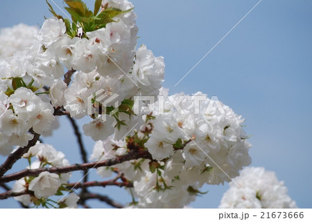 青空と真っ白な八重桜（シロタエ） 21673666