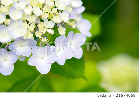 咲き始めの紫陽花 21674669