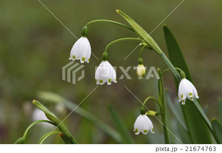スノーフレーク 鈴蘭水仙 の写真素材