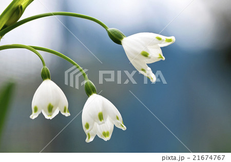 スノーフレーク（鈴蘭水仙） 21674767
