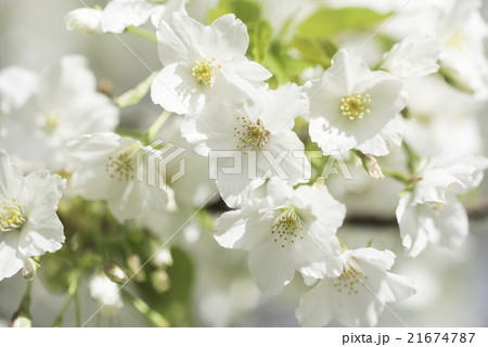 芦花公園の次郎桜 21674787