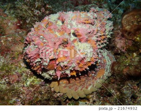 オニダルマオコゼ 21674932