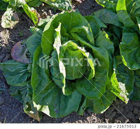 Salad in a kitchen garden. 21675013