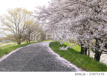 桜並木の小道 桜並木の小道 21675150