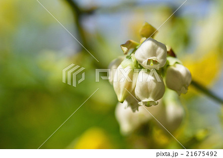 ブルベリー開花 21675492