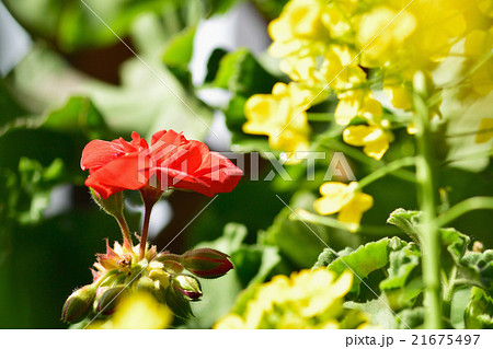 ゼラニウム　ゼラニューム 21675497