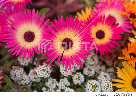 輝く花　リビングストン・デージー　クローズアップ 21675858
