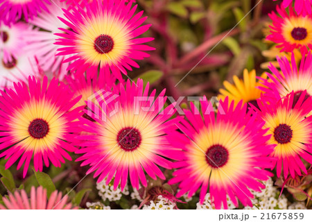 輝く花　リビングストン・デージー　クローズアップ 21675859