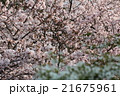さくら　桜　春　ソメイヨシノ 21675961