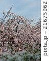 さくら　桜　春　ソメイヨシノ 21675962