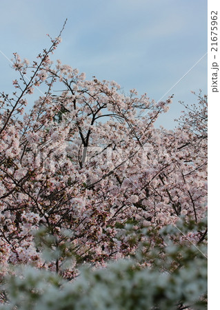 さくら　桜　春　ソメイヨシノ 21675962