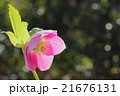 クリスマスローズ　(アシュード プラムピンク) 21676131