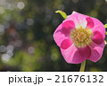 クリスマスローズ　(アシュード プラムピンク) 21676132