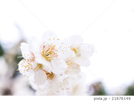 桜 空バック 桜 空バック 21676149