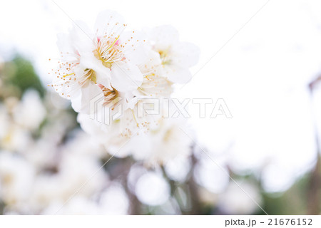 桜 空バック 桜 空バック 21676152