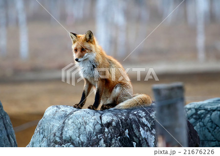 北海道　野生のキタキツネ 21676226