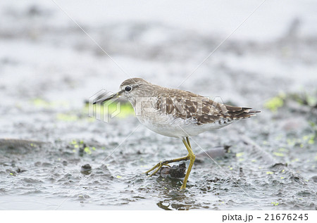 タカブシギ 21676245