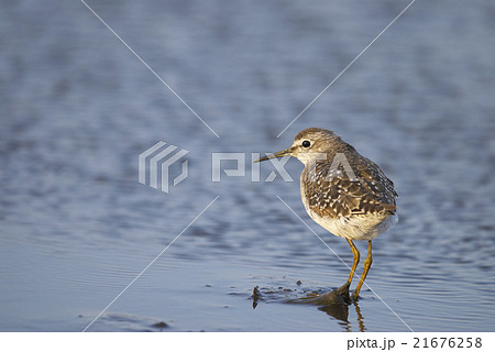 タカブシギ タカブシギ 21676258