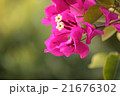 ブーゲンビリア　ピンク 21676302