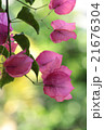 ブーゲンビリア　ピンク 21676304