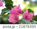 ブーゲンビリア　ピンク 21676305