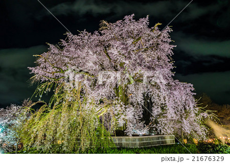 円山公園枝垂れ桜ライトアップ 21676329