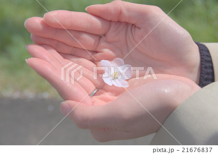 花びら 21676837