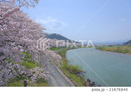 一目千本桜 一目千本桜 21676840