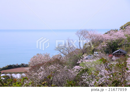桜の名所 21677059