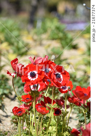 アネモネ 21677374
