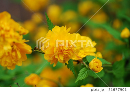 山吹の花 山吹の花 21677901