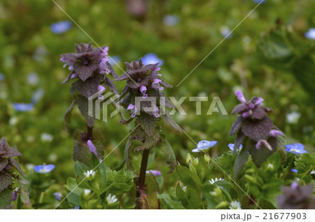 ヒメオドリコソウ 21677903