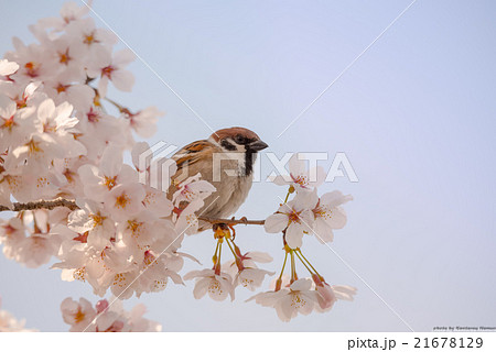 桜と雀 21678129