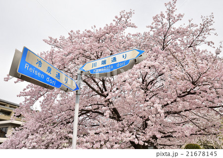 京都　冷泉通りの桜 21678145