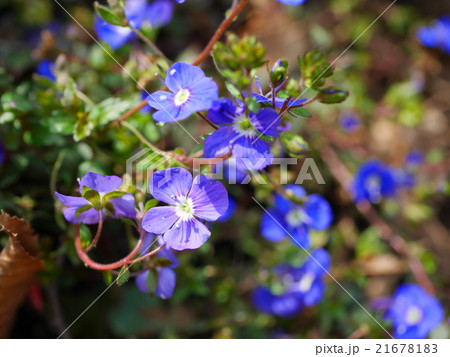 ベロニカオックスフォードブルーの写真素材