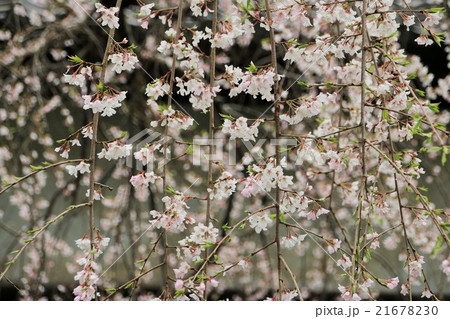 皇居の枝垂桜 21678230