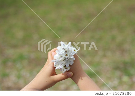 白い花をもつ手 白い花をもつ手 21678280