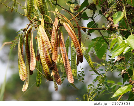 green brown dried seeds of lead tree tropical THAI 21678353