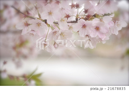 ふんわり桜 ふんわり桜 21678835