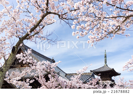 晴天の余慶寺三重塔と満開の桜 晴天の余慶寺三重塔と満開の桜 21678882