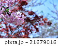 蔵前の春 21679016