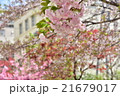 八重桜の街 21679017
