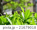 若葉の新緑 21679018