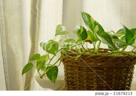 窓辺のグリーン 21679215