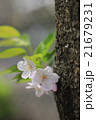 桜の新芽 21679231
