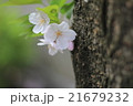 桜の新芽 21679232