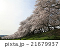 背割堤の桜 21679937