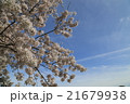 桜 21679938