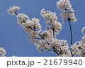 桜 21679940